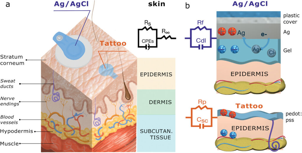 The skin and the electrode interface. a) Schematization of the skin layers. The epidermis, with the stratum corneum as top layer and the electrodes adopted in the study: tattoo and Ag/AgCl electrodes. The dermis, with sweat glands, nerve ending and blood vessels. The subcutaneous tissue, composed by the hypodermis and the muscle layer. On the top-right, the equivalent circuit is adopted to model the skin. b) The electrode/skin interface through Ag/AgCl (top) and tattoo electrode (down). The equivalent circuits are represented together with the physical mechanism leading to the biosignal transduction.