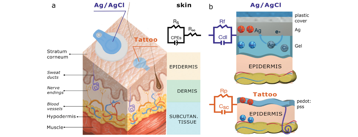 Paper on Capacitive Coupling of Conducting Polymer Tattoo Electrodes with the Skin